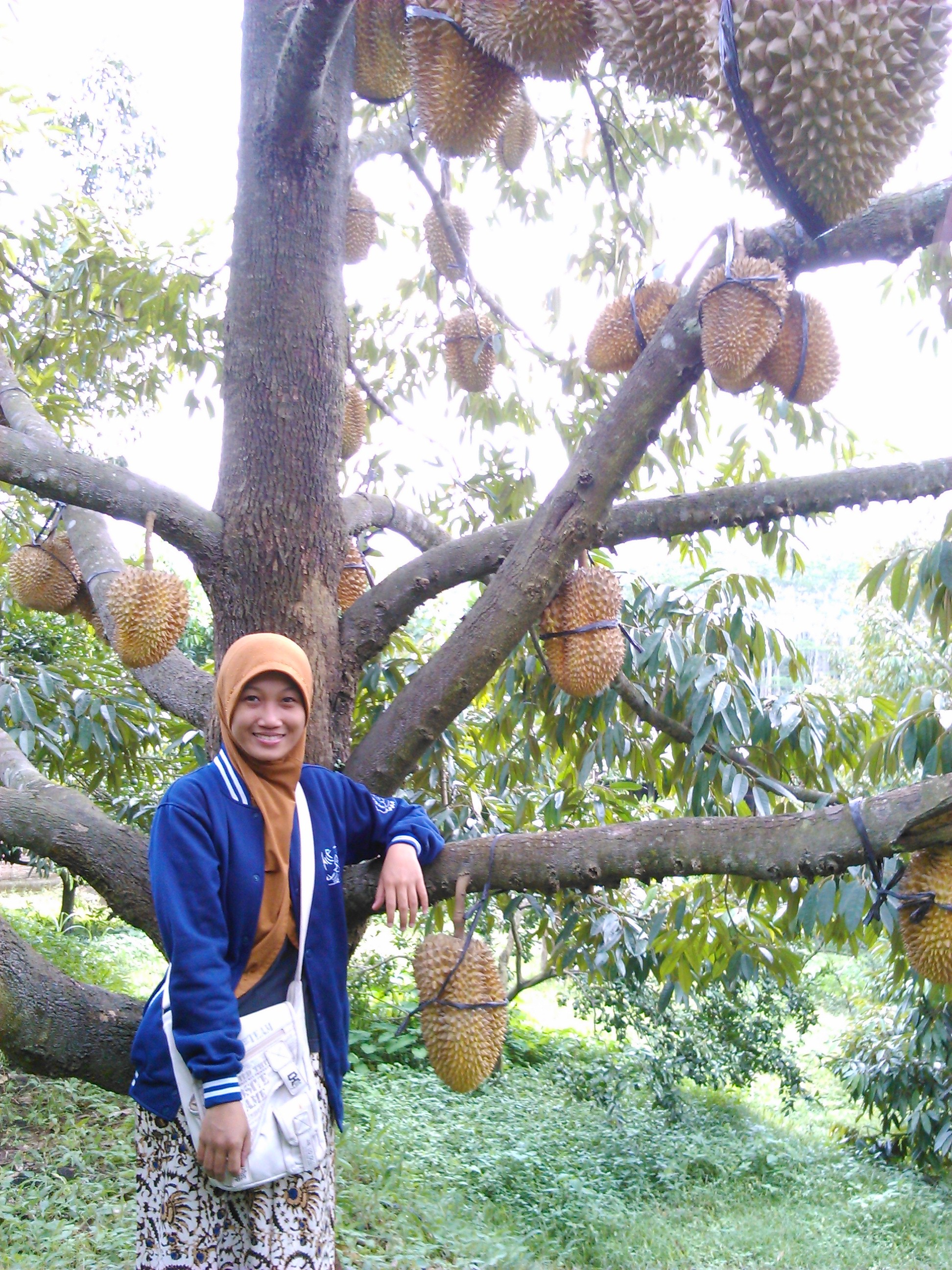 Berburu Jackfruit Knitting Story
